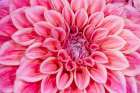USA, Washington State, Sammamish. Dahlia closeup Art Print